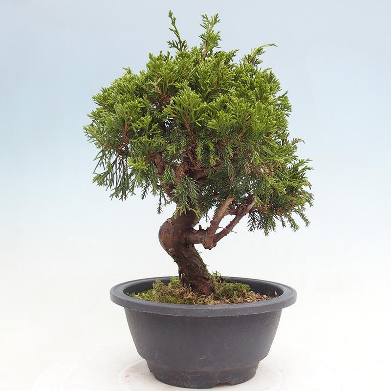 Venkovní bonsai - Juniperus chinensis Itoigawa -Jalovec čínský