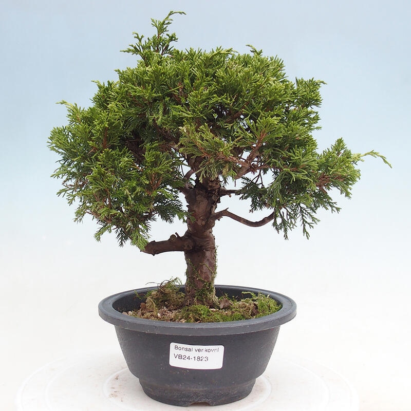 Venkovní bonsai - Juniperus chinensis Itoigawa -Jalovec čínský