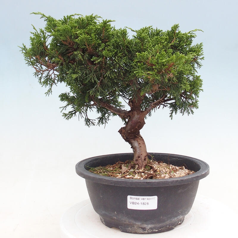 Venkovní bonsai - Juniperus chinensis Itoigawa -Jalovec čínský