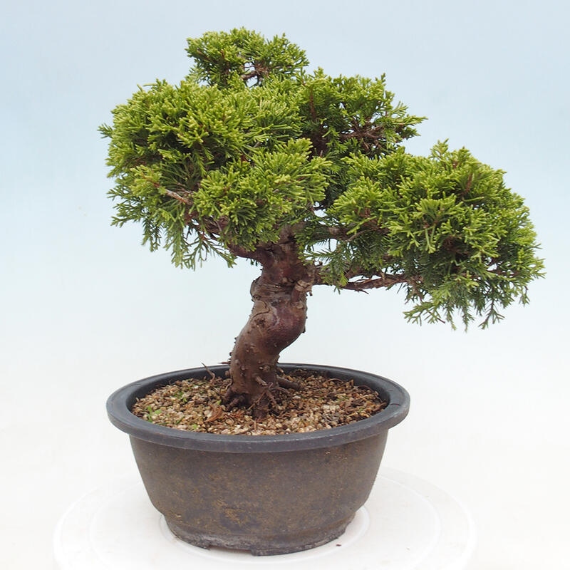 Venkovní bonsai - Juniperus chinensis Itoigawa -Jalovec čínský