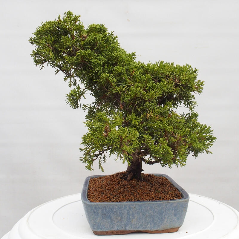 Venkovní bonsai - Juniperus chinensis Itoigawa -Jalovec čínský