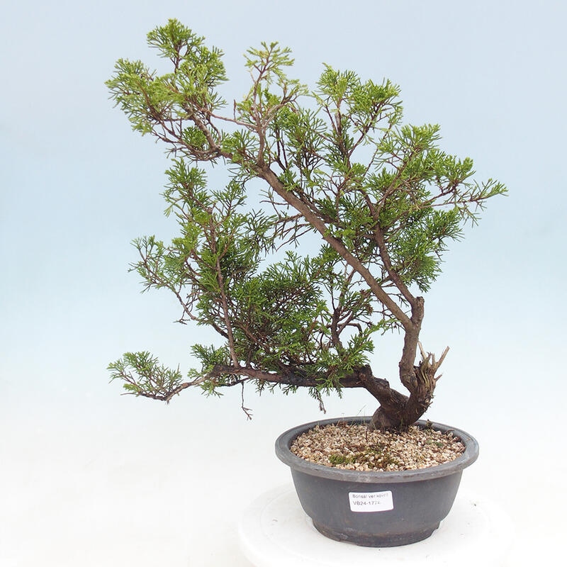 Venkovní bonsai - Juniperus chinensis Itoigawa -Jalovec čínský