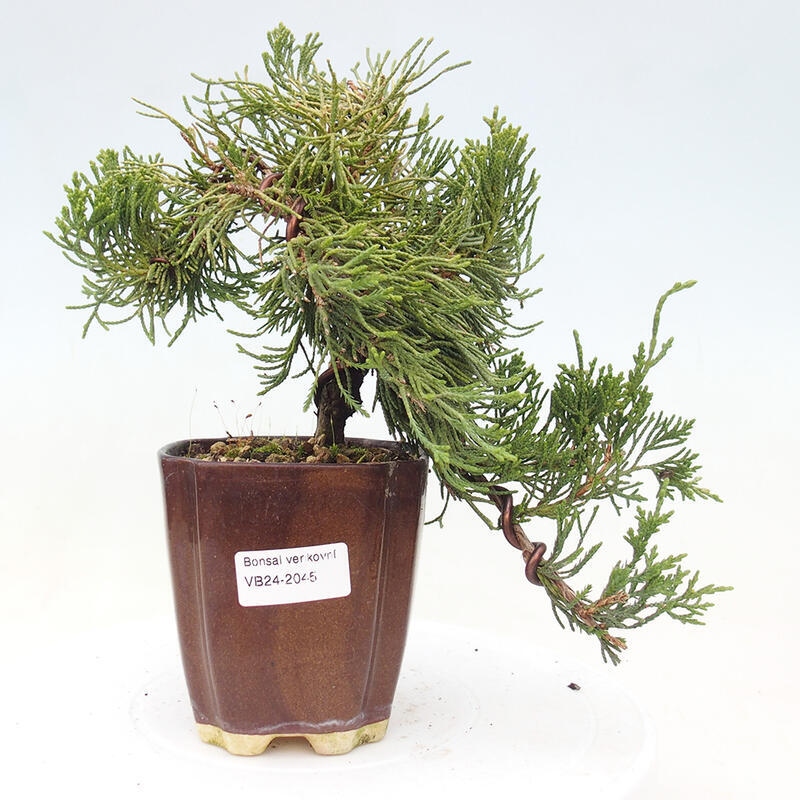 Venkovní bonsai - Juniperus chinensis Kaizuka - Jalovec čínský