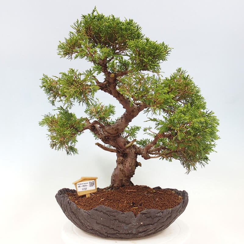 Venkovní bonsai - Juniperus chinensis Kishu -Jalovec čínský