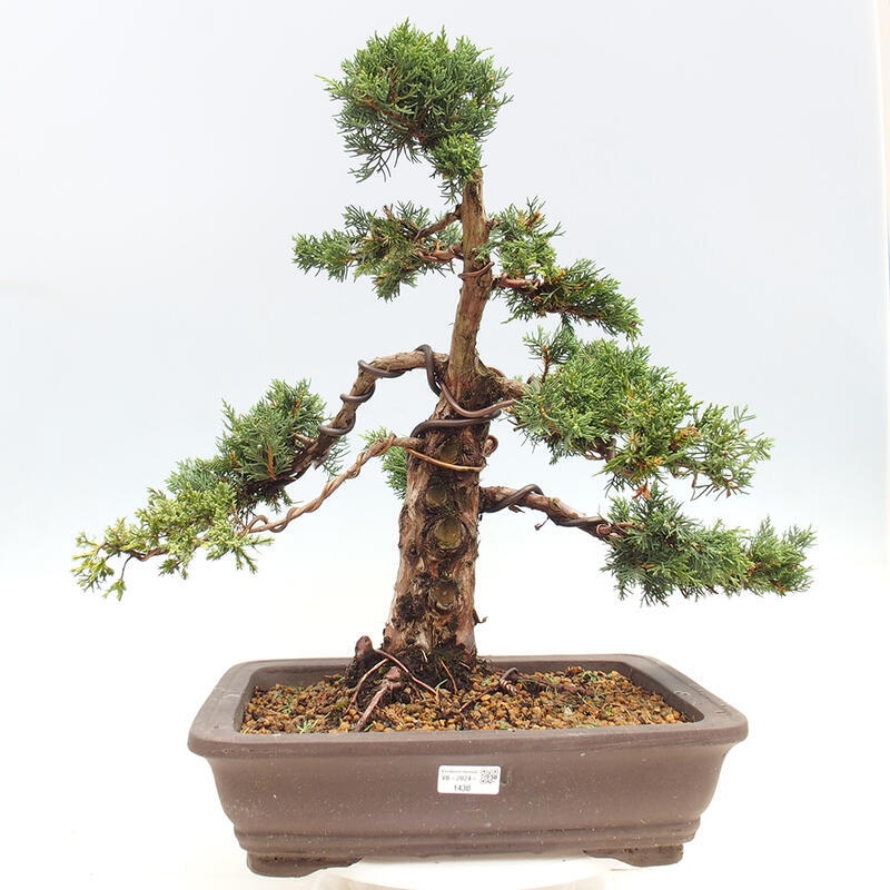 Venkovní bonsai - Juniperus chinensis Kishu -Jalovec čínský