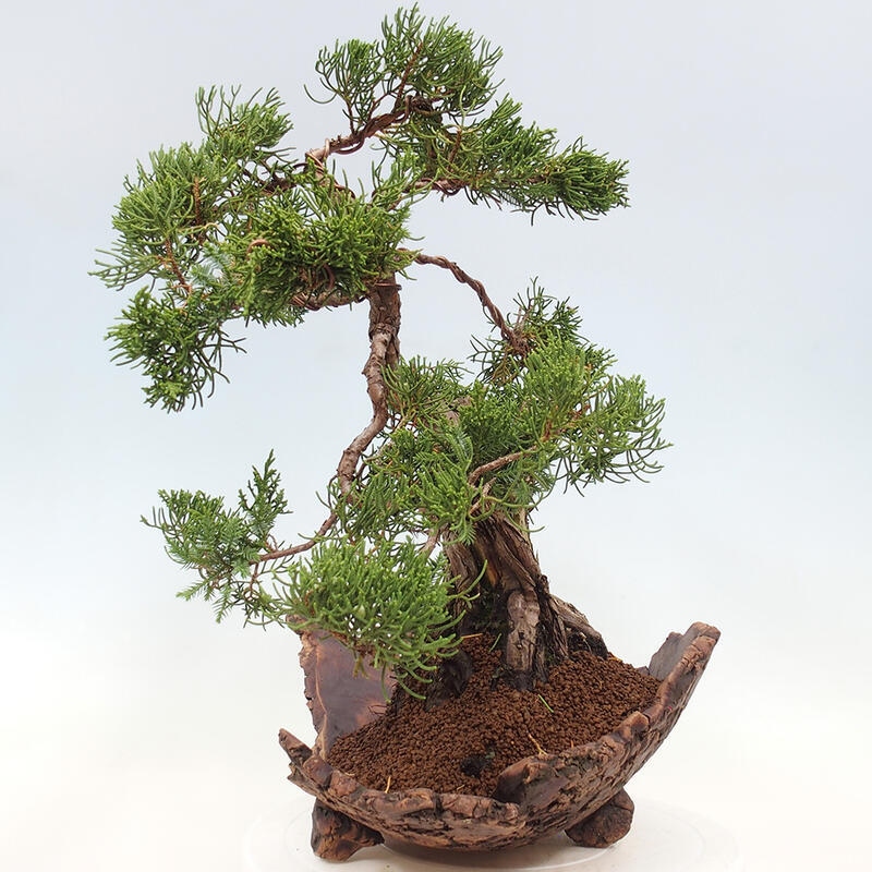 Venkovní bonsai - Juniperus chinensis Kishu -Jalovec čínský