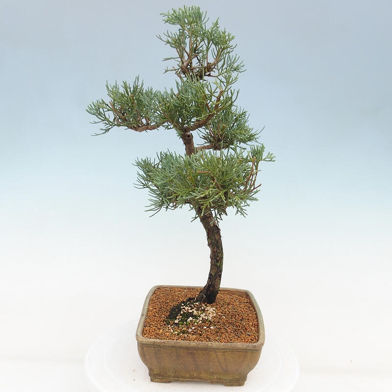 Venkovní bonsai - Juniperus chinensis Kishu -Jalovec čínský