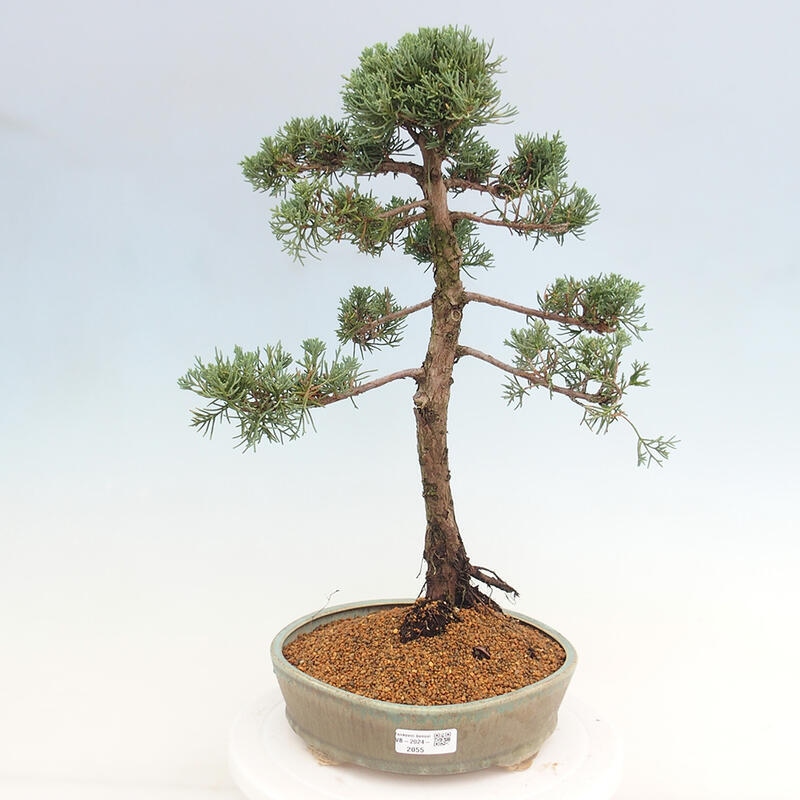 Venkovní bonsai - Juniperus chinensis Kishu -Jalovec čínský