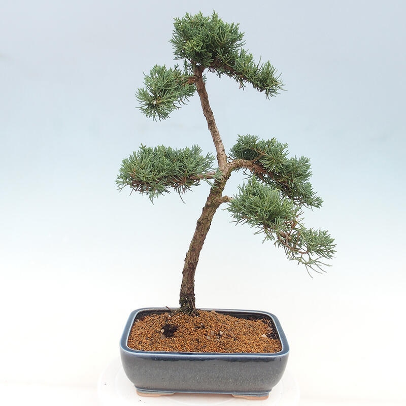 Venkovní bonsai - Juniperus chinensis Kishu -Jalovec čínský