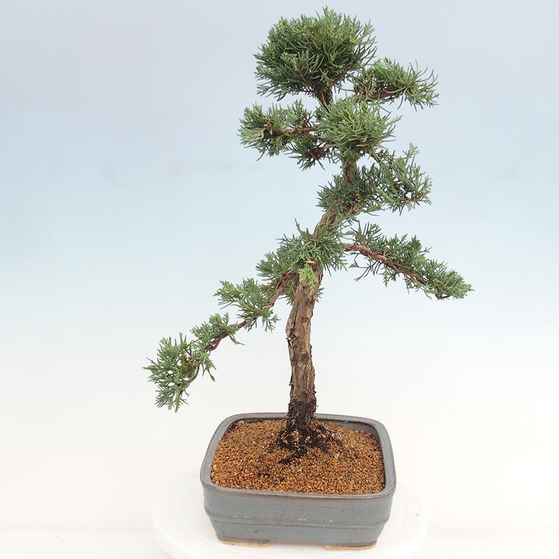 Venkovní bonsai - Juniperus chinensis Kishu -Jalovec čínský