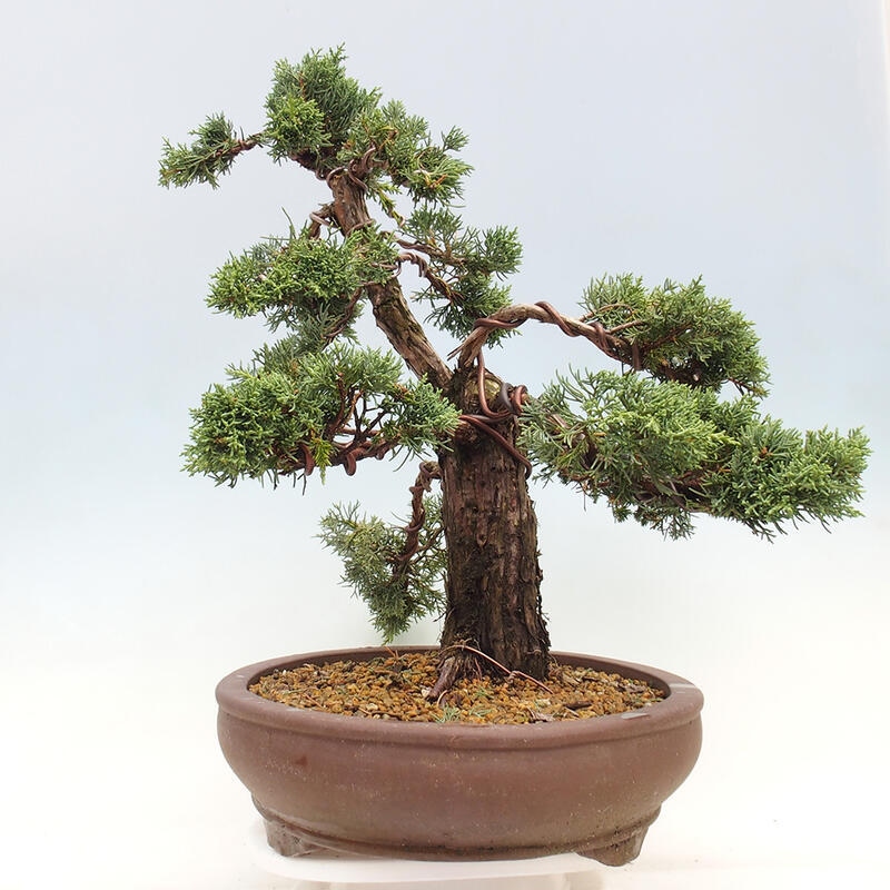 Venkovní bonsai - Juniperus chinensis Kishu -Jalovec čínský