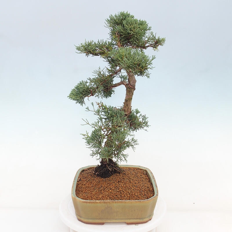 Venkovní bonsai - Juniperus chinensis Kishu -Jalovec čínský