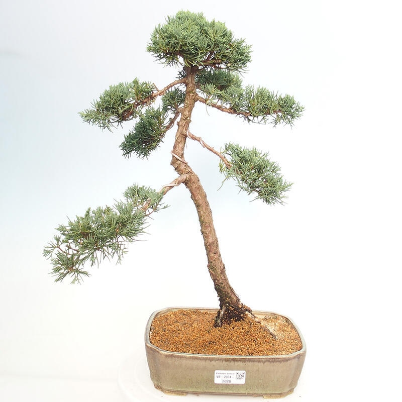 Venkovní bonsai - Juniperus chinensis Kishu -Jalovec čínský