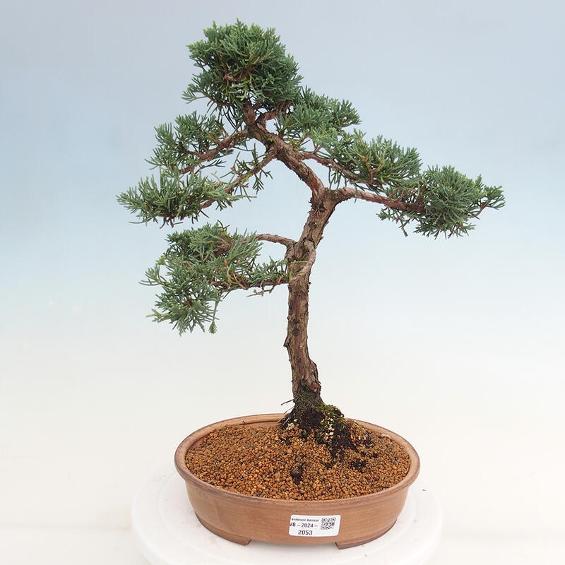 Venkovní bonsai - Juniperus chinensis Kishu -Jalovec čínský