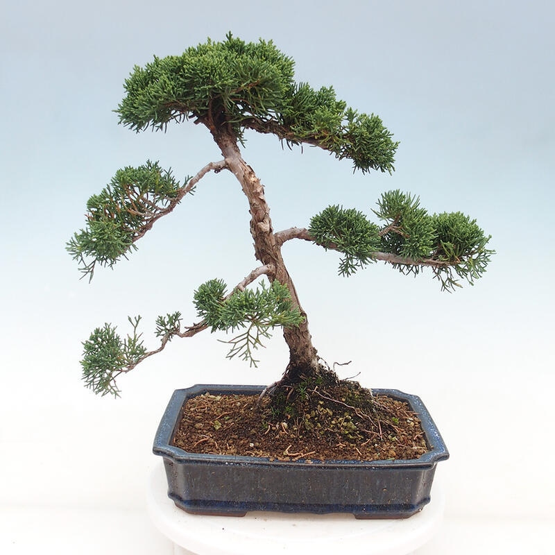 Venkovní bonsai - Juniperus chinensis Kishu -Jalovec čínský