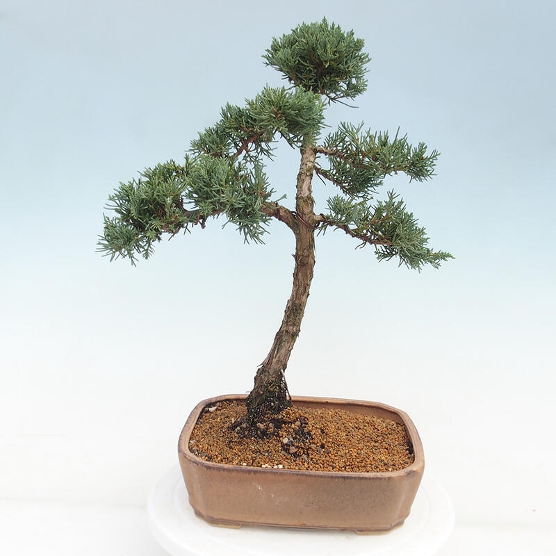 Venkovní bonsai - Juniperus chinensis Kishu -Jalovec čínský