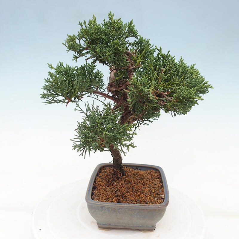 Venkovní bonsai - Juniperus chinensis Kishu -Jalovec čínský