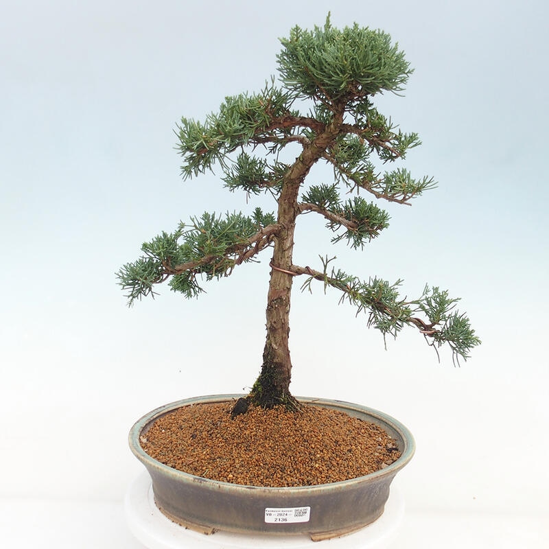 Venkovní bonsai - Juniperus chinensis Kishu -Jalovec čínský