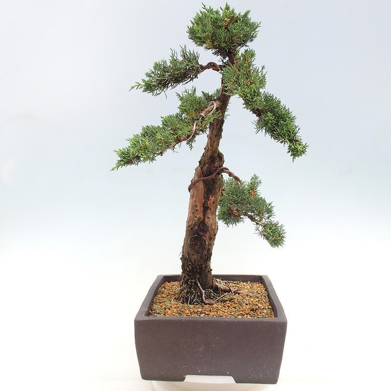 Venkovní bonsai - Juniperus chinensis Kishu -Jalovec čínský