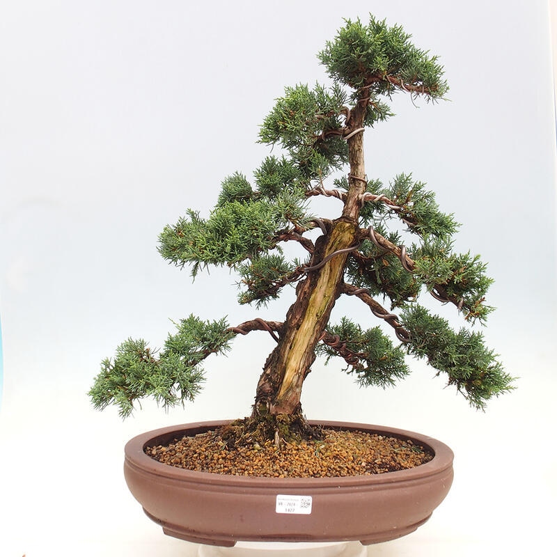 Venkovní bonsai - Juniperus chinensis Kishu -Jalovec čínský