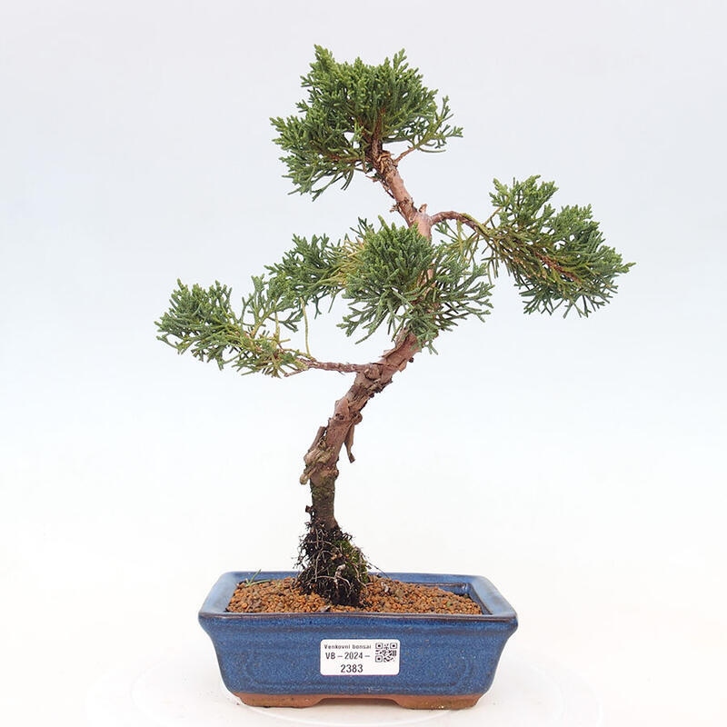 Venkovní bonsai - Juniperus chinensis Kishu -Jalovec čínský