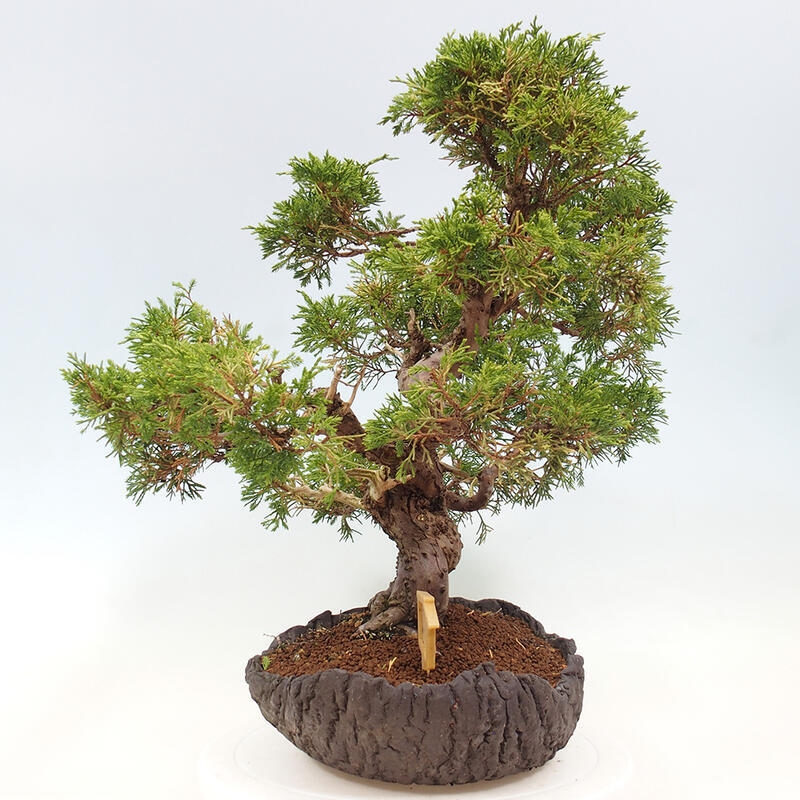 Venkovní bonsai - Juniperus chinensis Kishu -Jalovec čínský