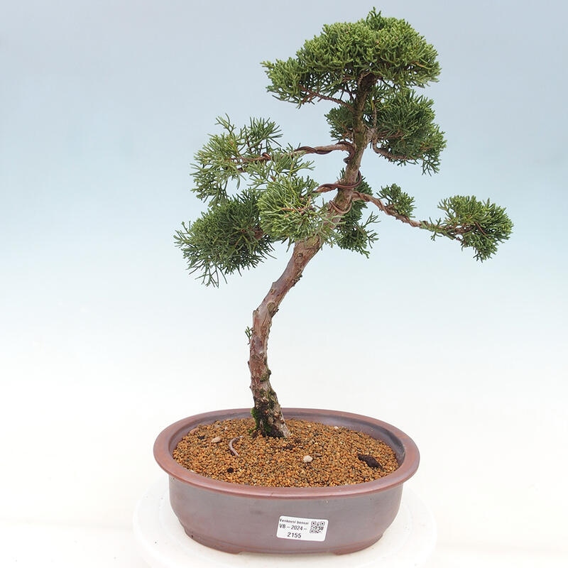 Venkovní bonsai - Juniperus chinensis Kishu -Jalovec čínský