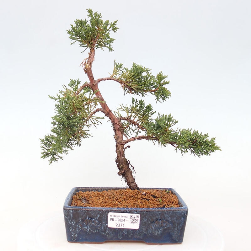 Venkovní bonsai - Juniperus chinensis Kishu -Jalovec čínský