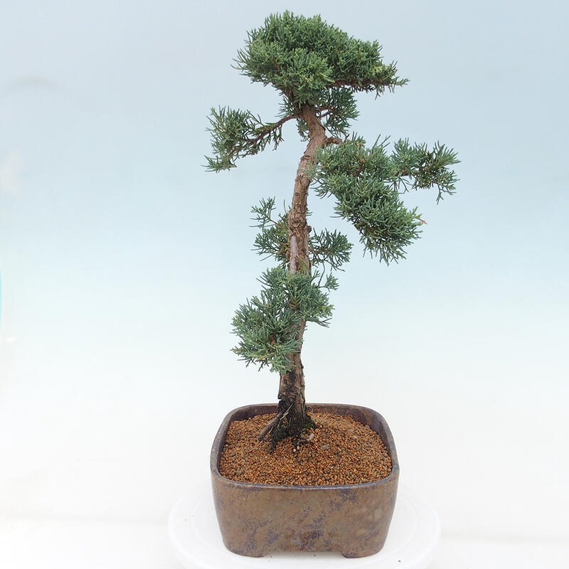 Venkovní bonsai - Juniperus chinensis Kishu -Jalovec čínský