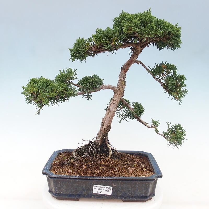 Venkovní bonsai - Juniperus chinensis Kishu -Jalovec čínský