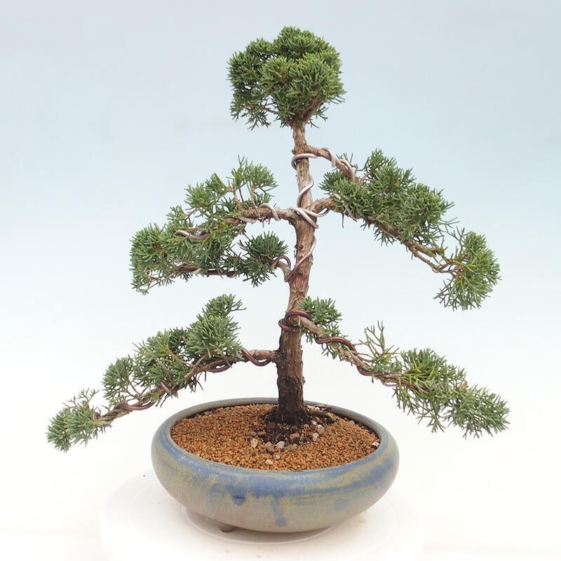 Venkovní bonsai - Juniperus chinensis Kishu -Jalovec čínský