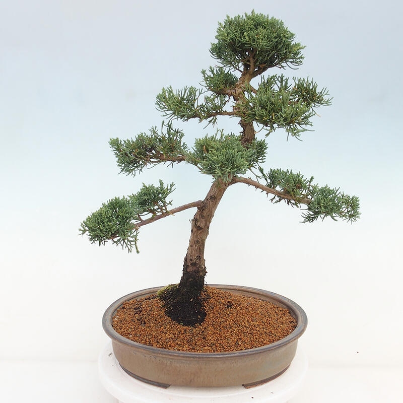 Venkovní bonsai - Juniperus chinensis Kishu -Jalovec čínský