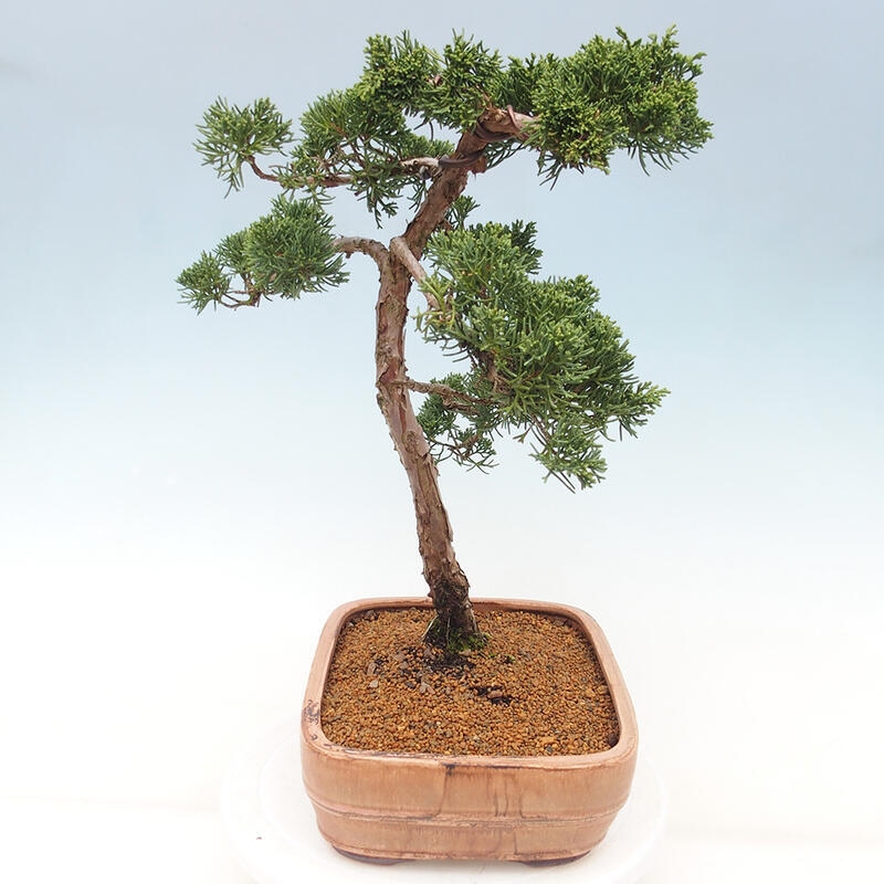 Venkovní bonsai - Juniperus chinensis Kishu -Jalovec čínský