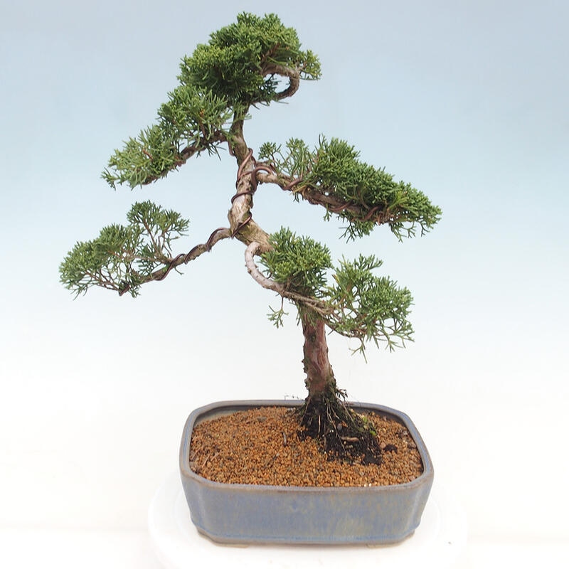 Venkovní bonsai - Juniperus chinensis Kishu -Jalovec čínský