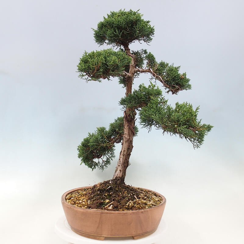 Venkovní bonsai - Juniperus chinensis Kishu -Jalovec čínský