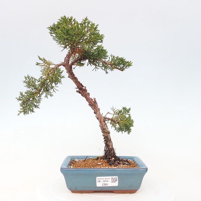 Venkovní bonsai - Juniperus chinensis Kishu -Jalovec čínský