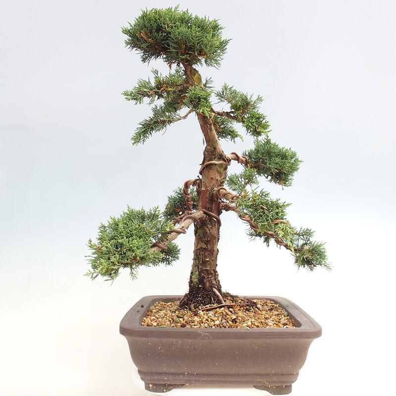 Venkovní bonsai - Juniperus chinensis Kishu -Jalovec čínský