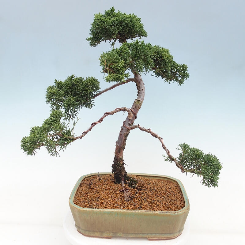 Venkovní bonsai - Juniperus chinensis Kishu -Jalovec čínský