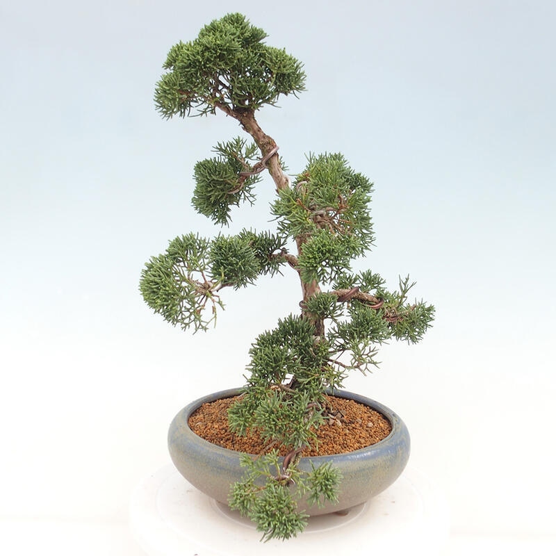 Venkovní bonsai - Juniperus chinensis Kishu -Jalovec čínský