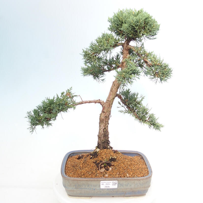 Venkovní bonsai - Juniperus chinensis Kishu -Jalovec čínský