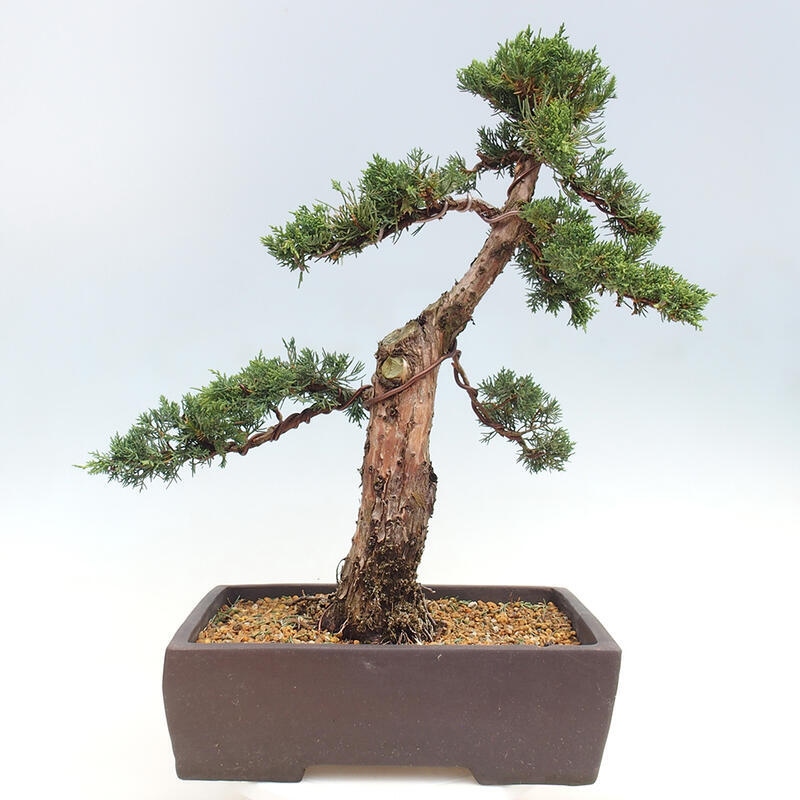 Venkovní bonsai - Juniperus chinensis Kishu -Jalovec čínský