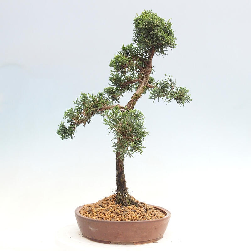 Venkovní bonsai - Juniperus chinensis Kishu -Jalovec čínský