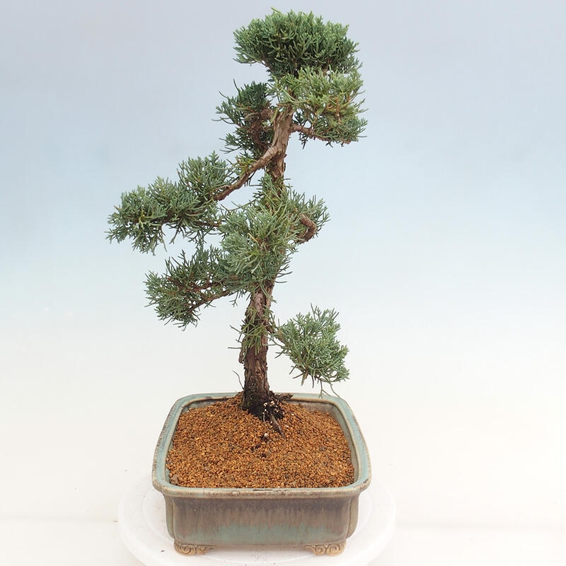 Venkovní bonsai - Juniperus chinensis Kishu -Jalovec čínský