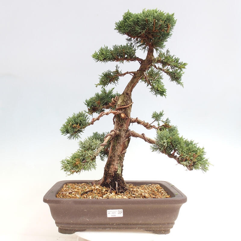 Venkovní bonsai - Juniperus chinensis Kishu -Jalovec čínský