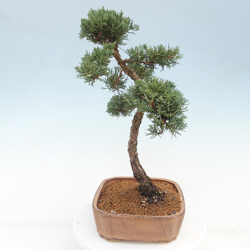 Venkovní bonsai - Juniperus chinensis Kishu -Jalovec čínský