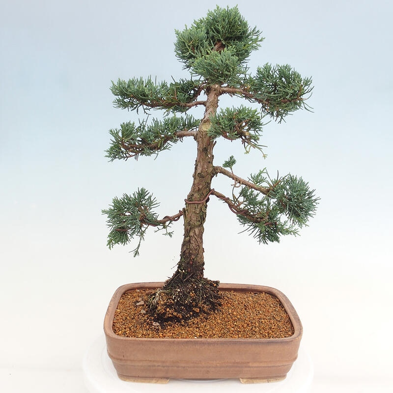 Venkovní bonsai - Juniperus chinensis Kishu -Jalovec čínský