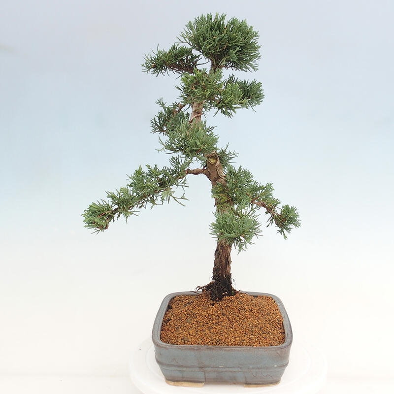 Venkovní bonsai - Juniperus chinensis Kishu -Jalovec čínský