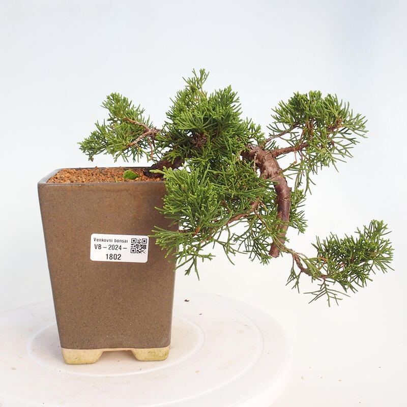 Venkovní bonsai - Juniperus chinensis Kishu -Jalovec čínský