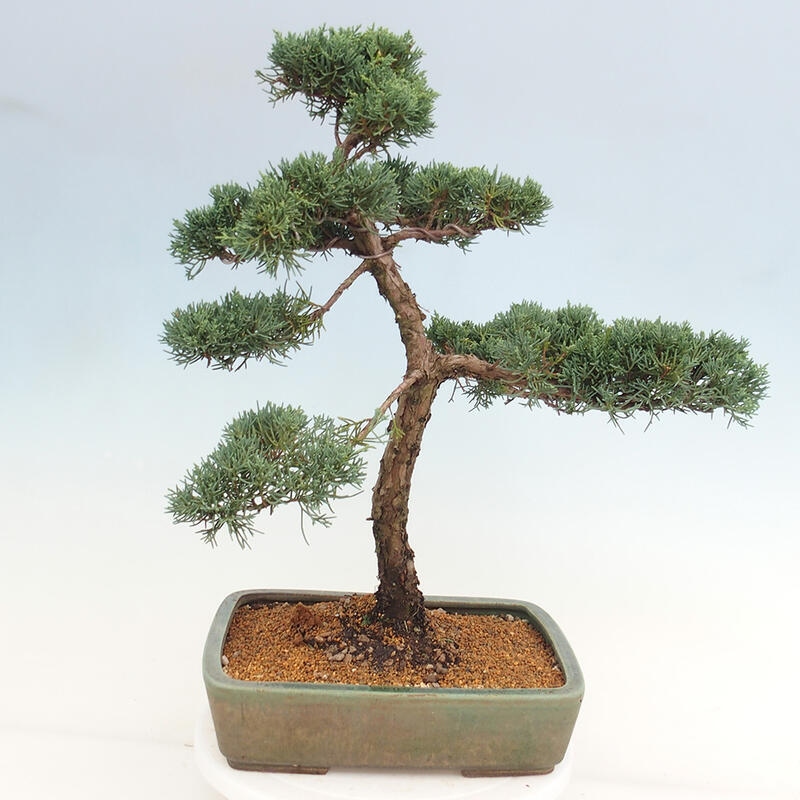 Venkovní bonsai - Juniperus chinensis Kishu -Jalovec čínský