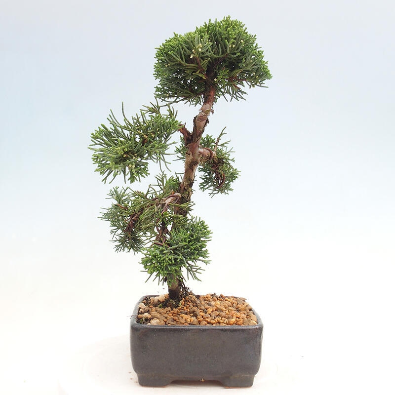 Venkovní bonsai - Juniperus chinensis Kishu -Jalovec čínský